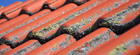moss on roof tiles
